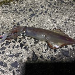 ケンサキイカ