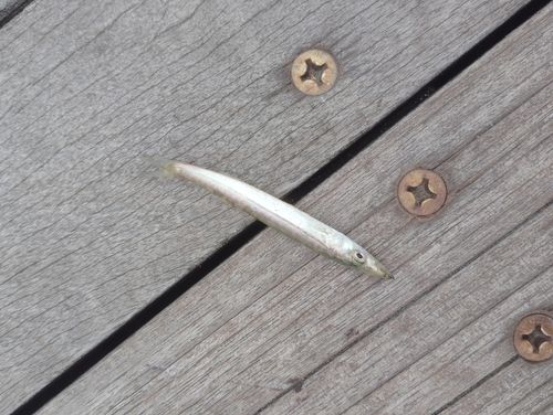 カマスの釣果
