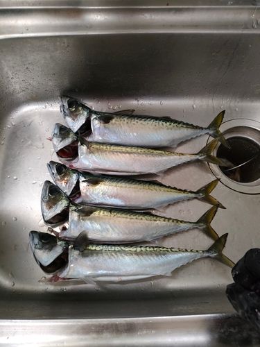 サバの釣果