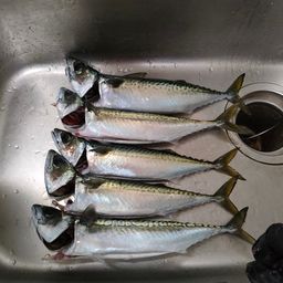 サバ