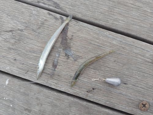 カマスの釣果
