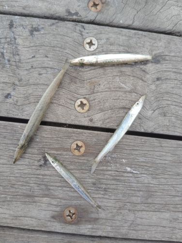 カマスの釣果