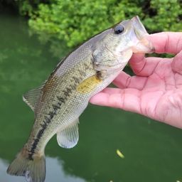 ラージマウスバス