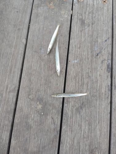 カマスの釣果