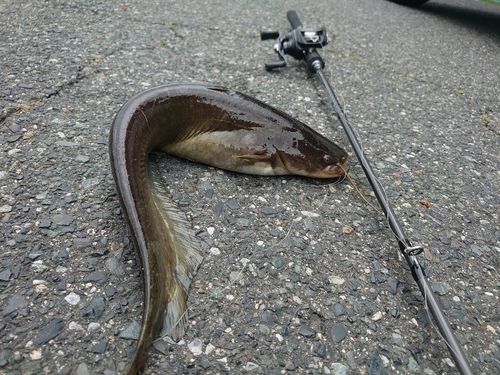 ナマズの釣果