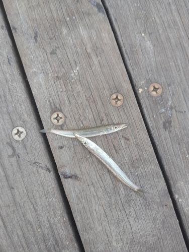カマスの釣果