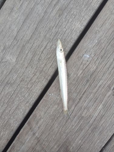 カマスの釣果
