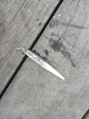 カマスの釣果