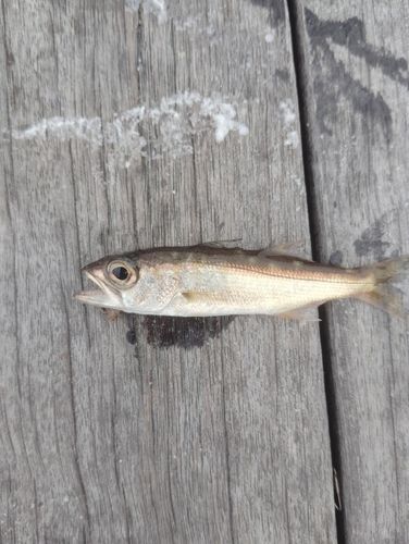 ムツの釣果