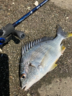 キビレの釣果