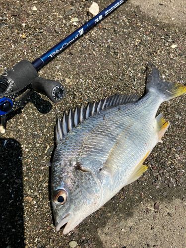 キビレの釣果