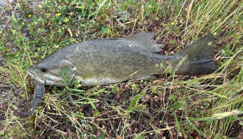 スモールマウスバスの釣果