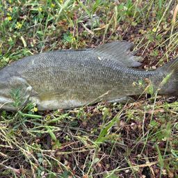 スモールマウスバス