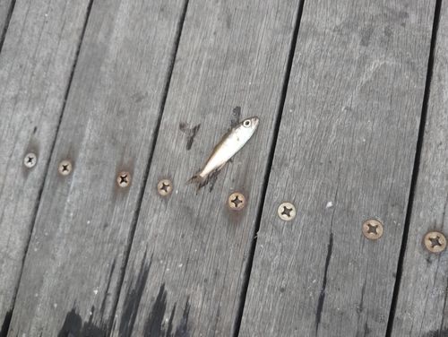 ムツの釣果
