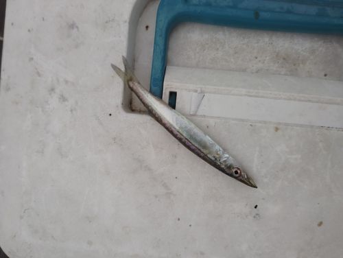 カマスの釣果