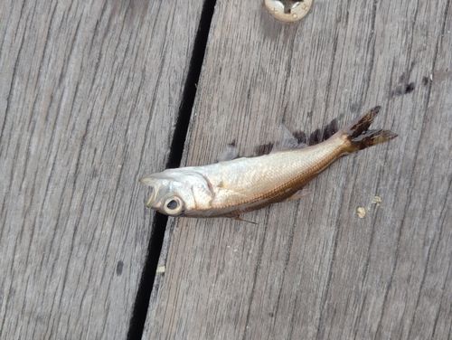 ムツの釣果