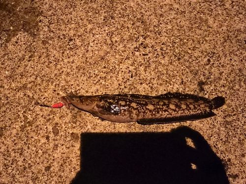 イカの釣果