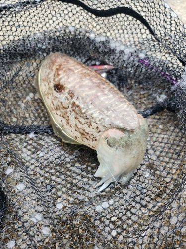 コウイカの釣果