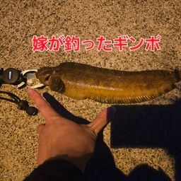ギンポ