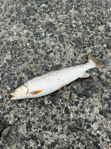 アメマスの釣果