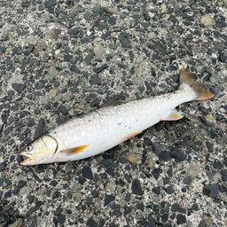 アメマス