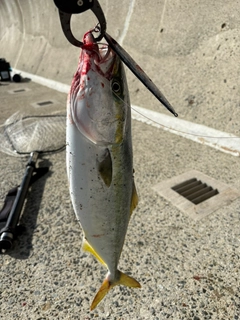 ハマチの釣果