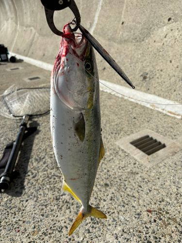 ハマチの釣果