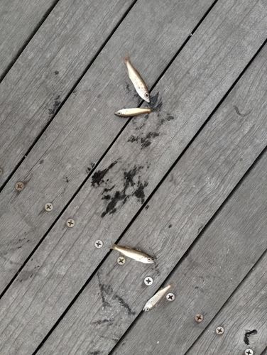 ムツの釣果