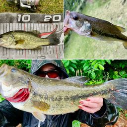 ラージマウスバス