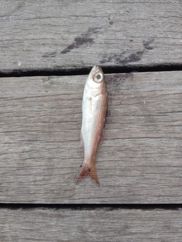 ムツの釣果