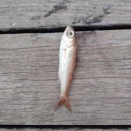 ムツ
