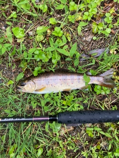 アマゴの釣果