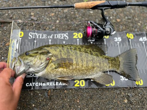 スモールマウスバスの釣果