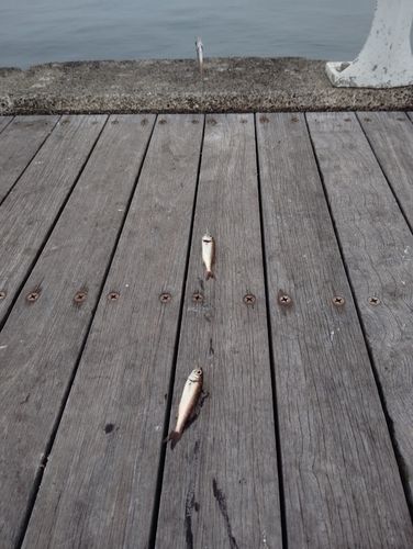 ムツの釣果