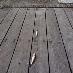 ムツ