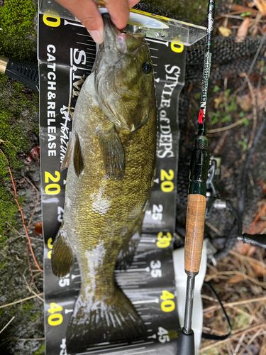 スモールマウスバスの釣果