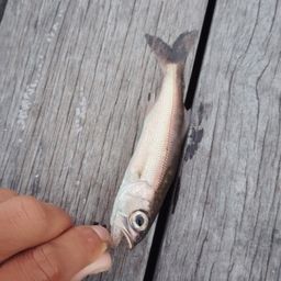 ムツ