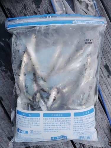 イワシの釣果