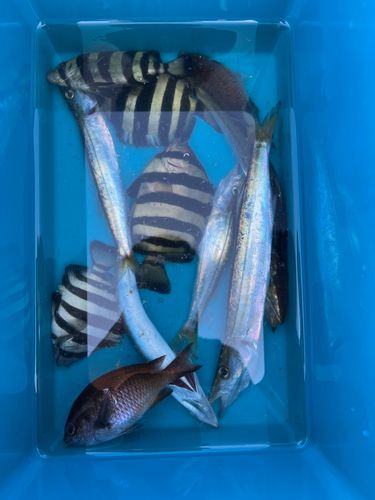 アカカマスの釣果