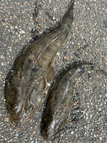マゴチの釣果
