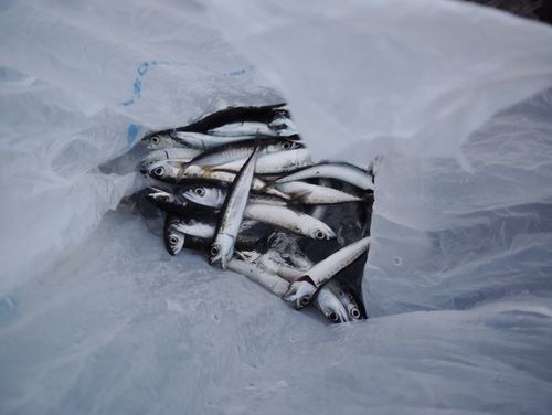 サバの釣果