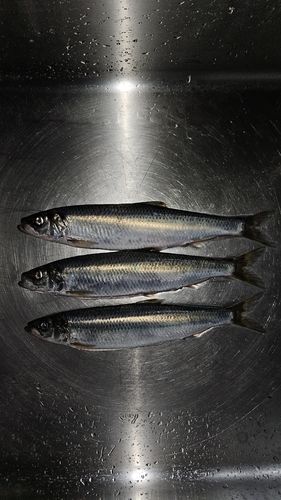 ニシンの釣果
