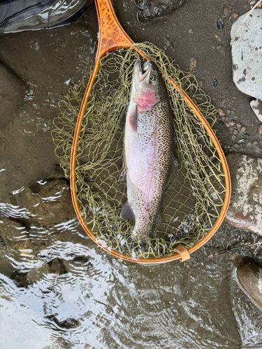 ニジマスの釣果