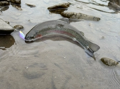 ニジマスの釣果