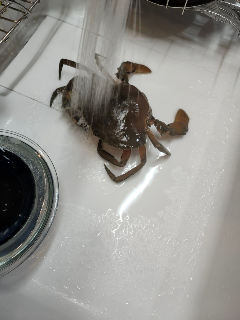 アミメノコギリガザミ