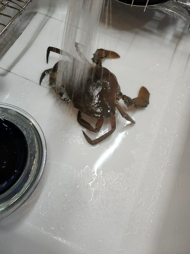 アミメノコギリガザミの釣果