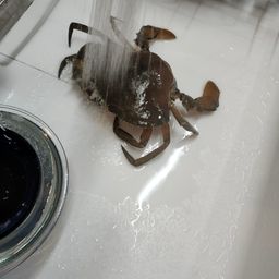 アミメノコギリガザミ