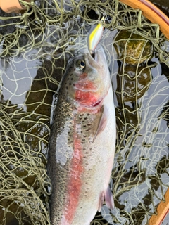 ニジマスの釣果