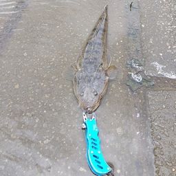 マゴチ