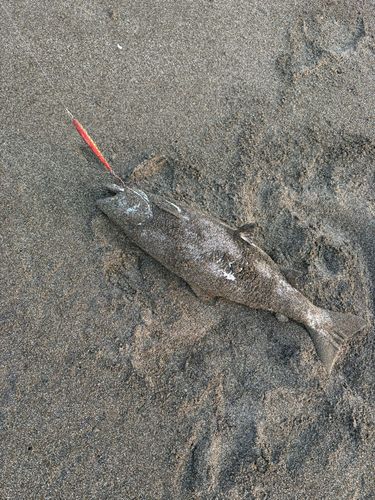 サクラマスの釣果